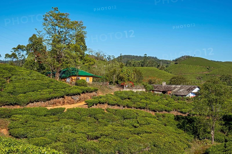 House at tea plantation