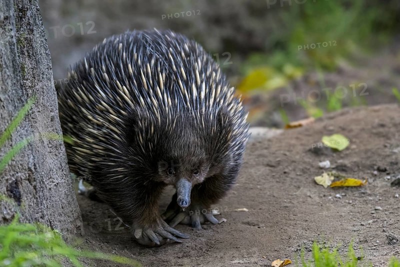 Short-beaked echidna