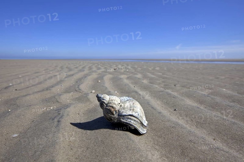 Common Whelk