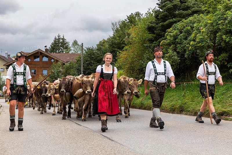 Group of shepherds leading cattle