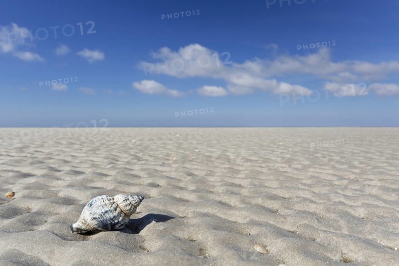 Common whelk