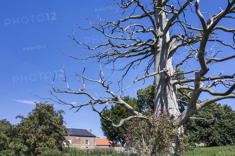 Branches of dead sweet chestnut tree