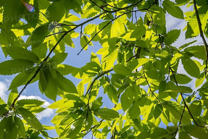 Sweet chestnut