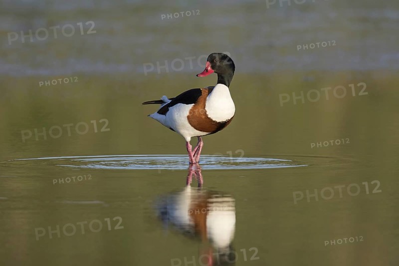 Reflection of male common shelduck