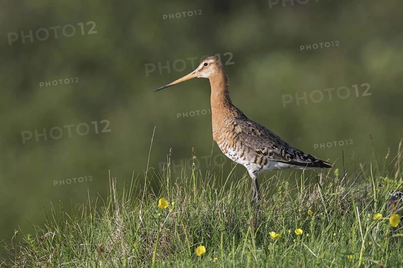 Black-tailed godwit