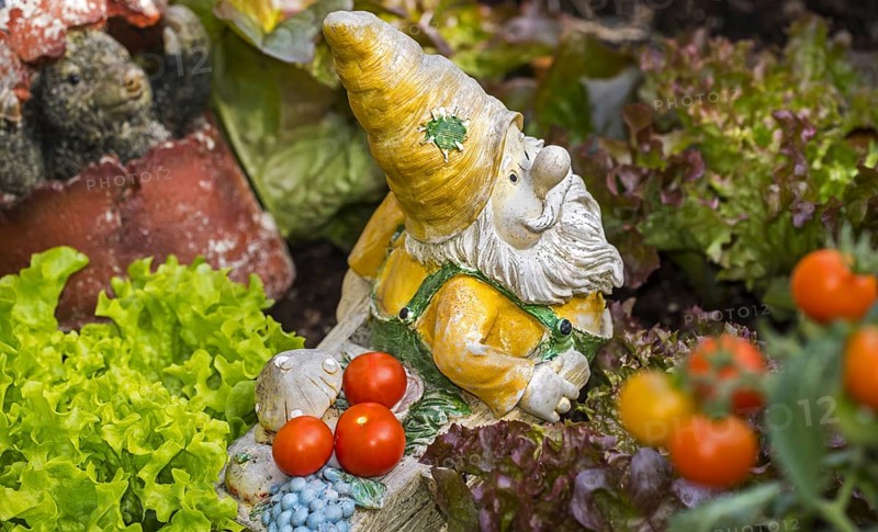 Garden gnome ornament figurine with wheelbarrow among different species of lettuce and vegetables in square foot garden in spring