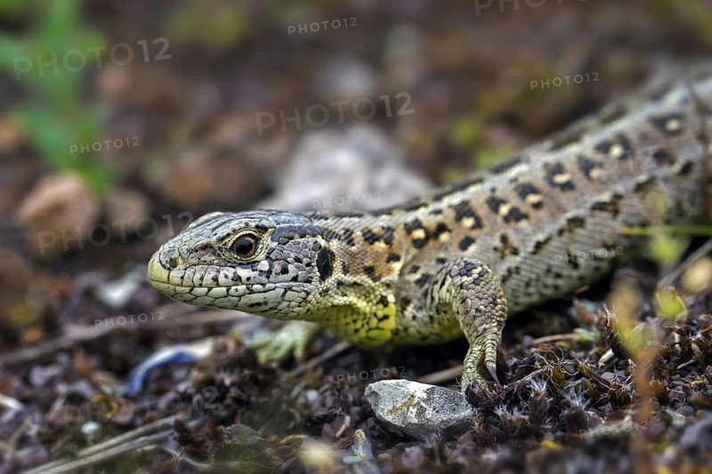 Sand lizard