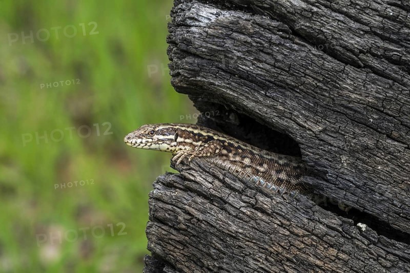 Common wall lizard