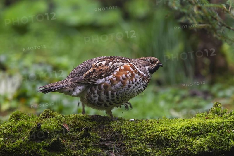Hazel grouse
