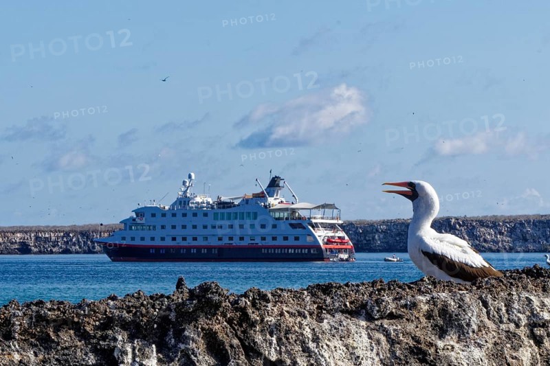 Nazca Booby