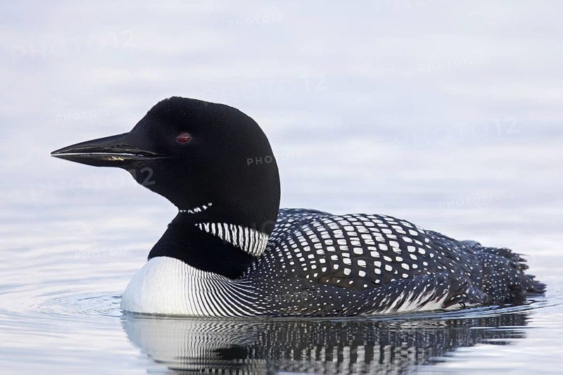 Common loon