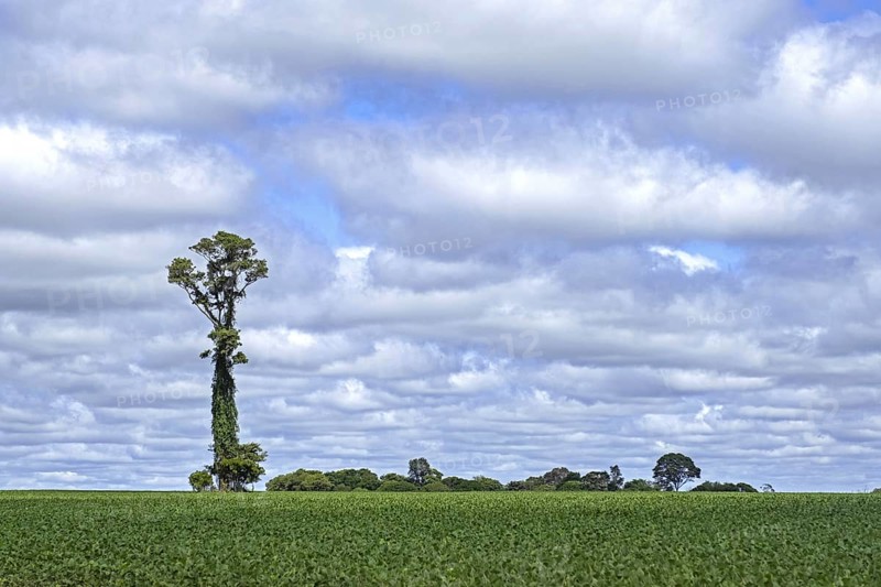 Soybean field with big solitary tree