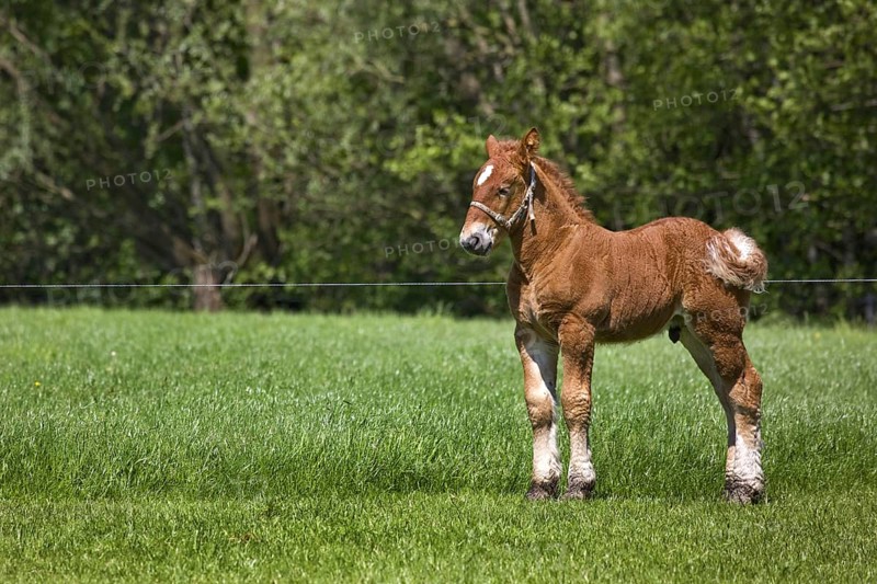 Belgian draft horse
