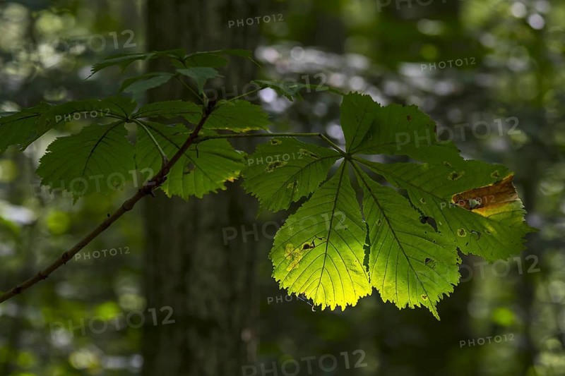 Sun shining through leaf of European horsechestnut