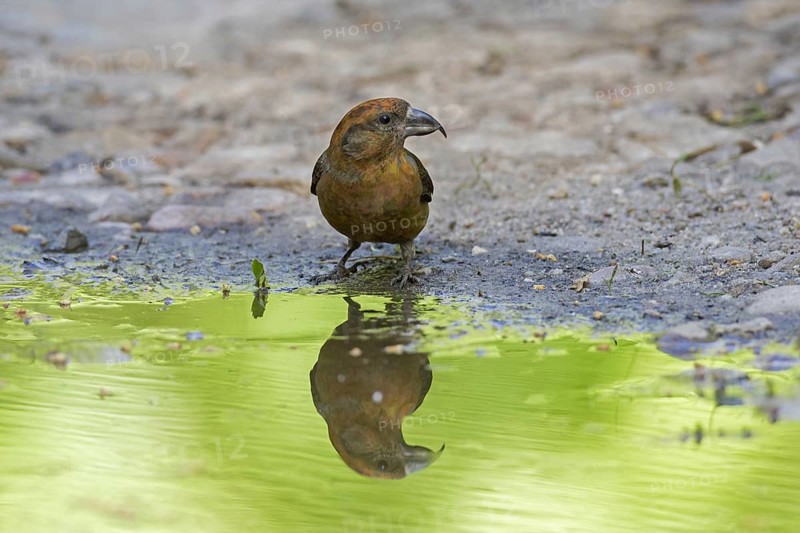 Red crossbill