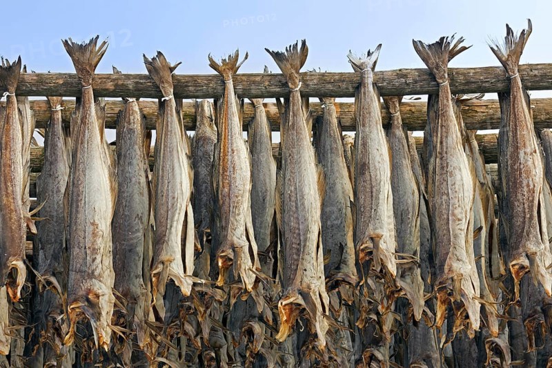 Atlantic cod
