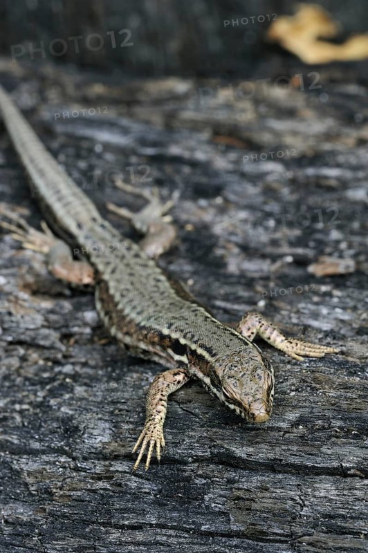 Common wall lizard