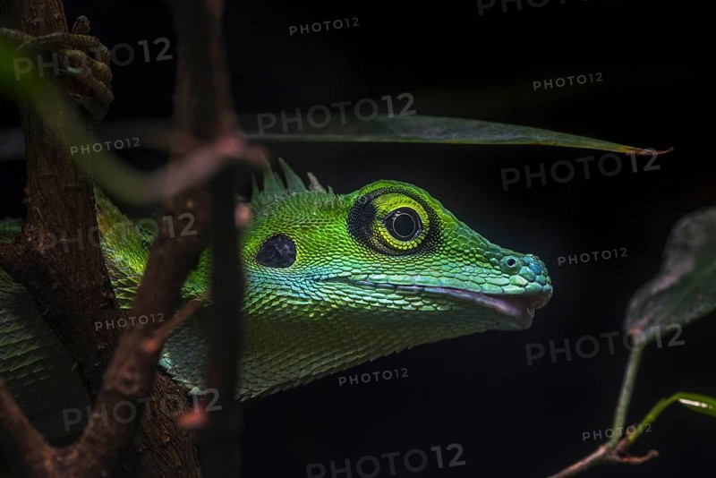 Green crested lizard