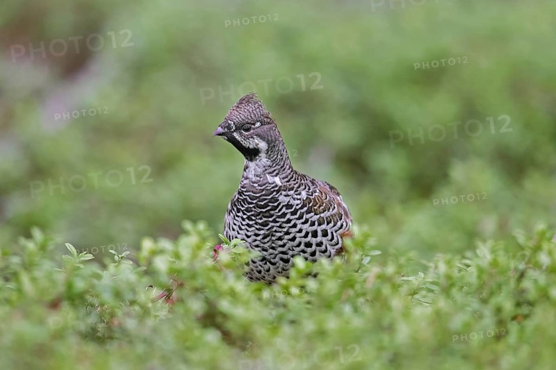 Hazel grouse