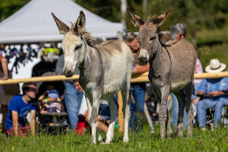 Donkey foal
