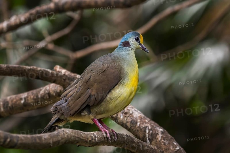 Sulawesi ground dove