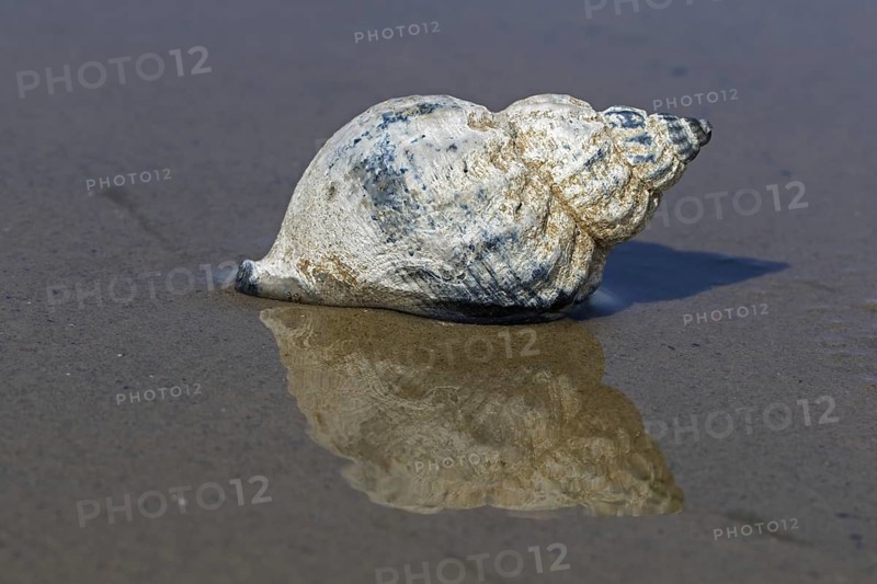 Common whelk