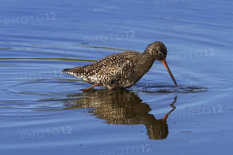Spotted redshank
