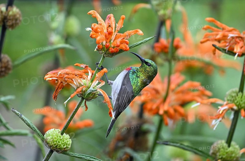 Double-banded Sunbird