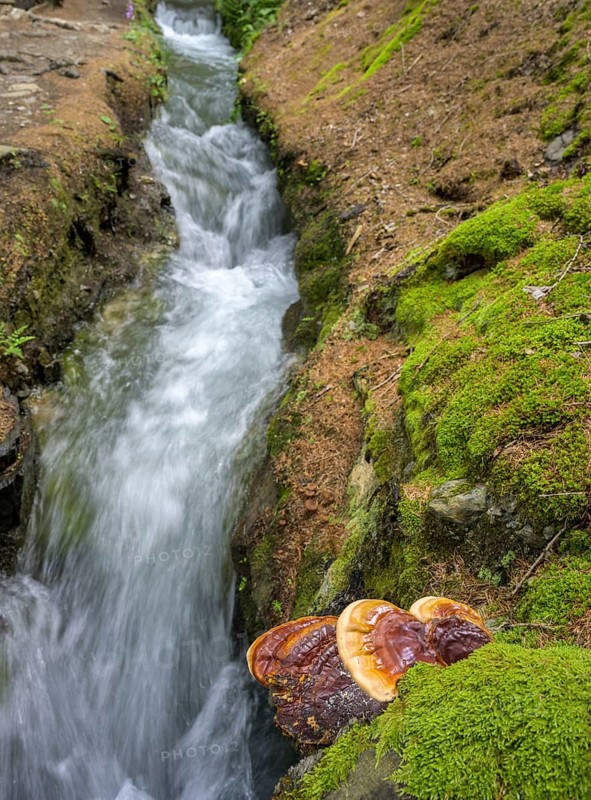 Mushrooms and moss on the Berkwaal