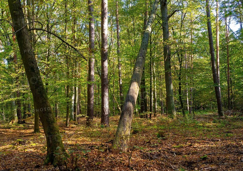 Mixed forest in autumn