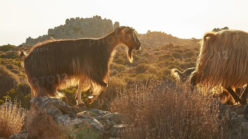 Backlit goats