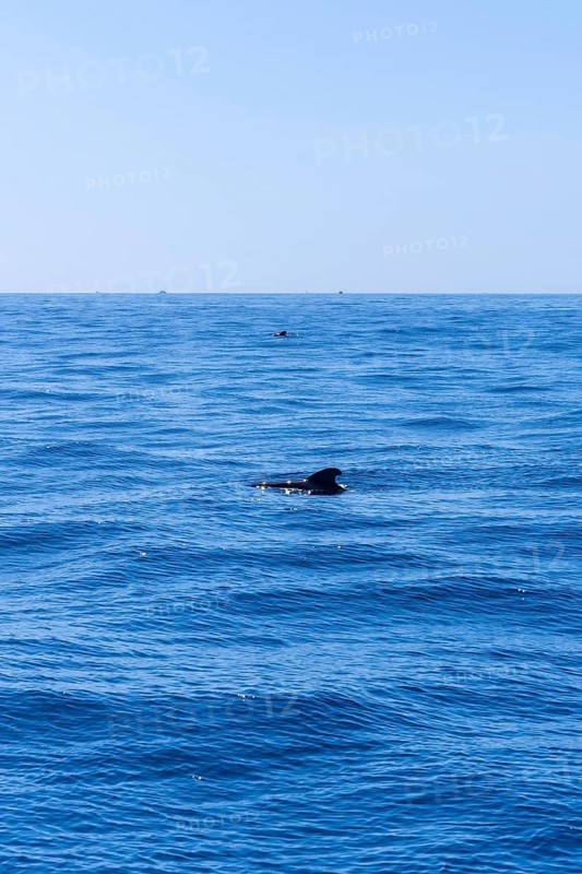 A pod of Calderon Tropical whales the smallest whale in the world off the Costa de Adeje in the south of Tenerife Canary Islands