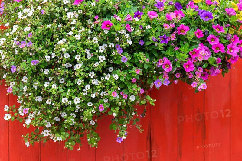 Summer flowers in front of a red wooden wall