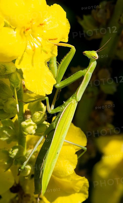 Praying mantis