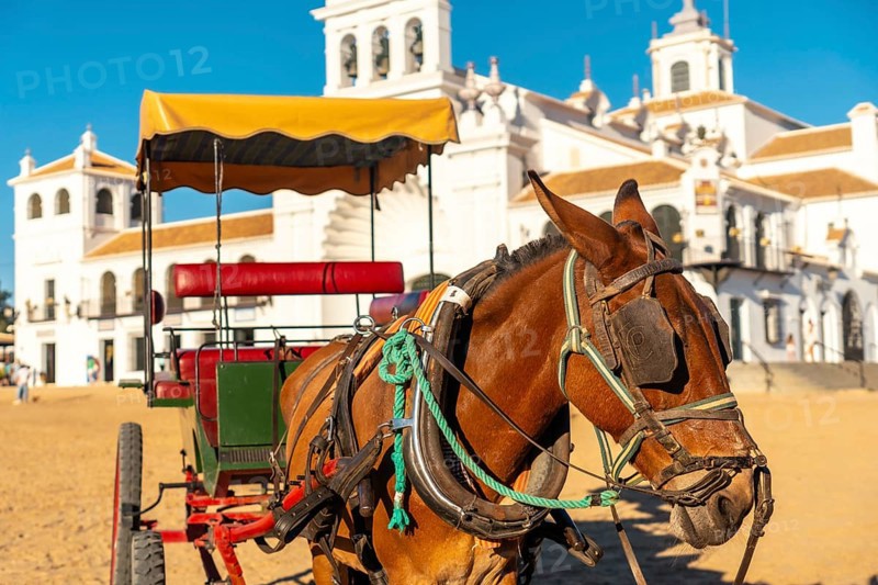Horses and carriages in the Rocio sanctuary at the Rocio festival in summer
