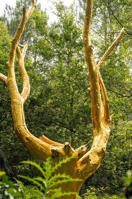 Arbre D'or in the Broceliande forest