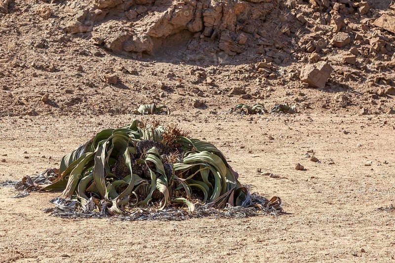 Welwitschia