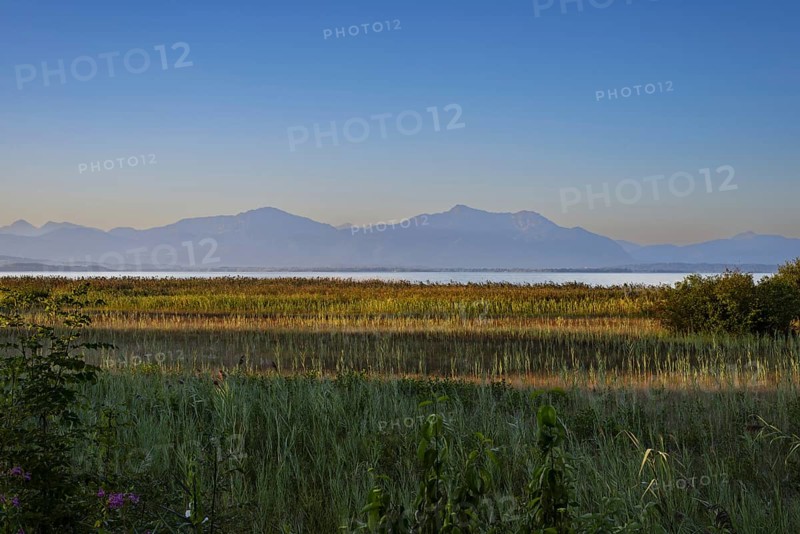 Strip of reeds