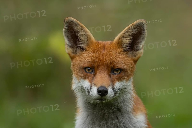 Red fox