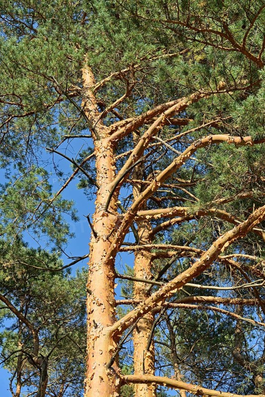 Conifers