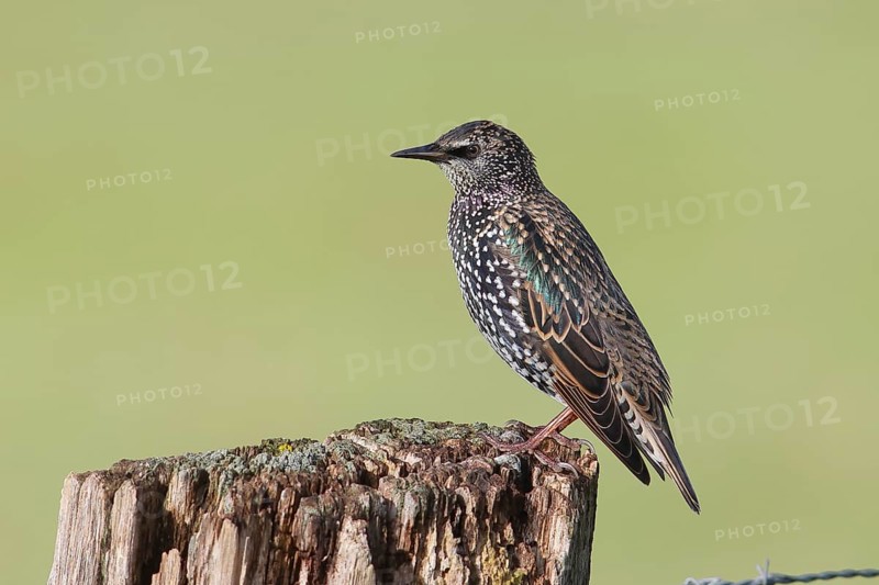 Starling