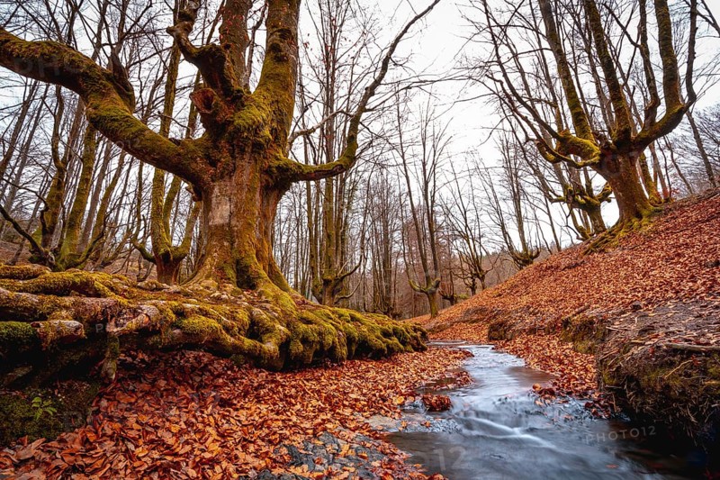 Autumn in the Otzarreta Forest in the natural park of Gorbea