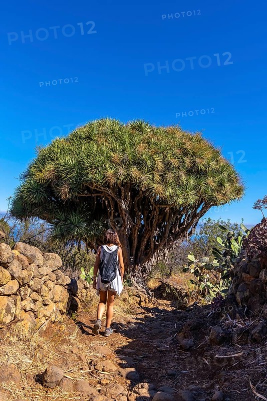 A young woman in a giant dragon tree on the Las Tricias trail. Garafia town in the north of the island of La Palma