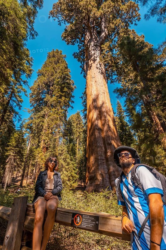 A couple in The giant tree General Sherman Tree in Sequoia National Park