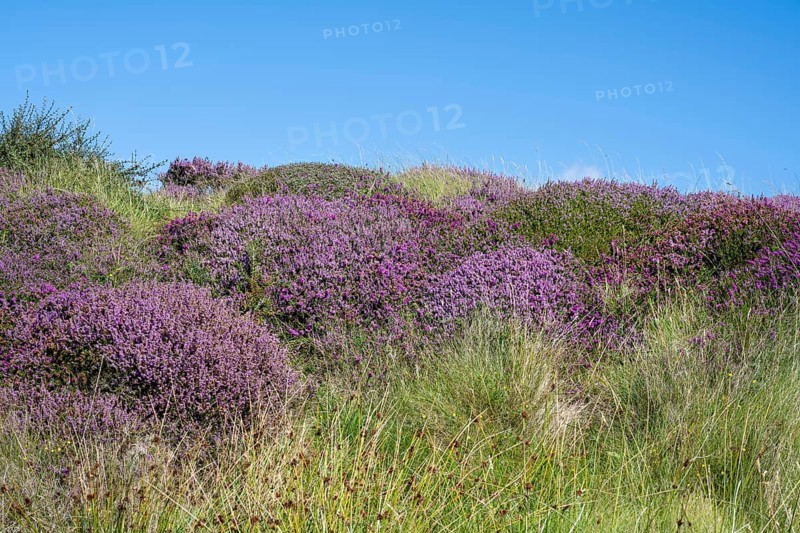 Flowering heather