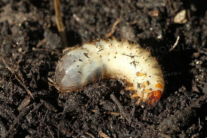 European june beetle
