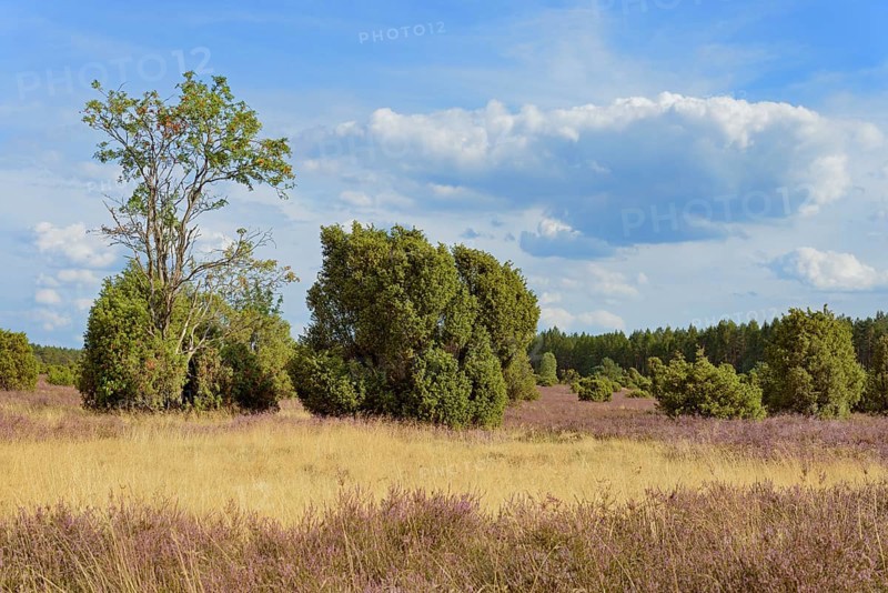 Heath landscape