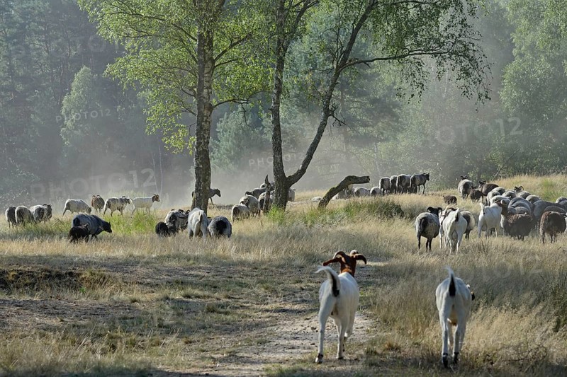Heidschnucken and Boer goats
