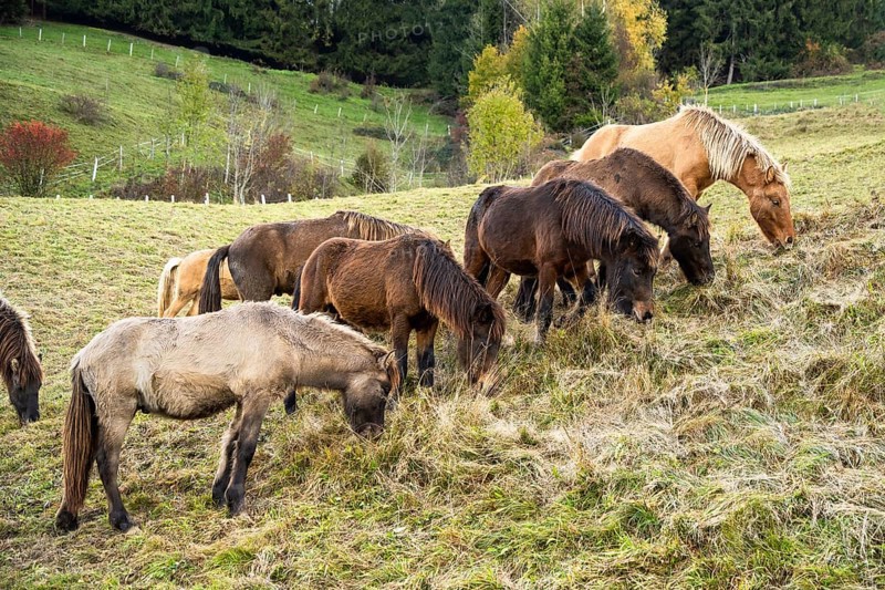 A herd of Icelandic horses in a pasture
