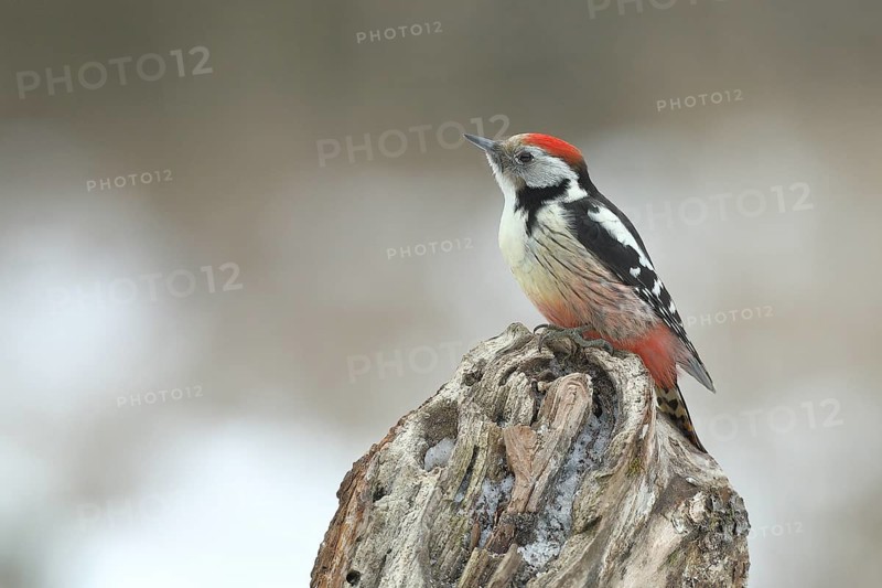 Middle Spotted Woodpecker